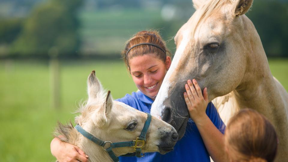 UK Ag Equine