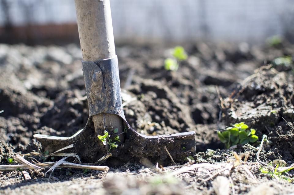 Shovel in garden bed